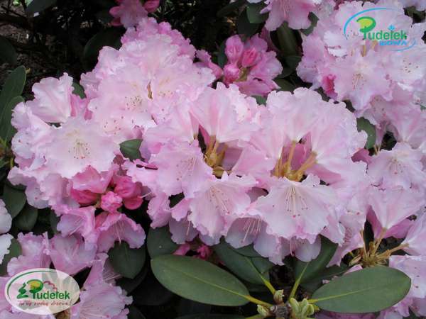 Rhododendron Silberwolke